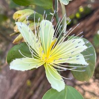 Capparis divaricata Lam.